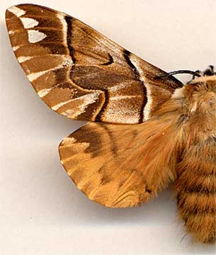 Endromis versicolora /
female