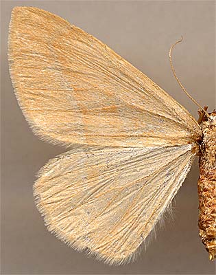 Hylaea fasciaria /
female