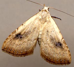 Rivula sericealis // 
E.Siberia, 10 km E Irkutsk, ex larva 
(Imago: 1-VII-2002), leg. E.Berlov