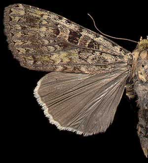 Anaplectoides virens / 

