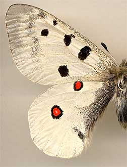 Parnassius apollo hesebolus //
male
