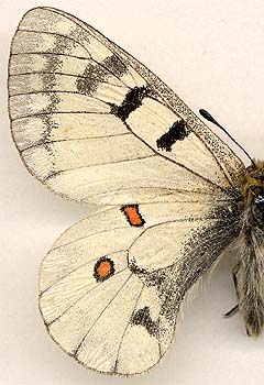 Parnassius ariadne clarus //
male