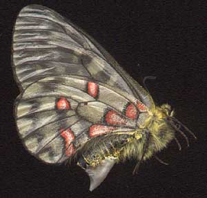 Parnassius eversmanni // 
female