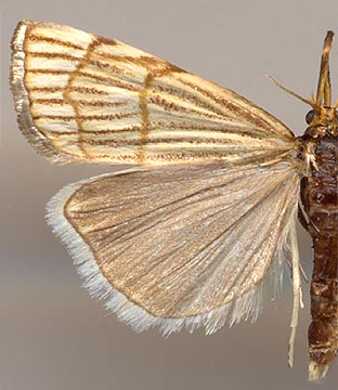 Thisanotia chrysonuchella / 
