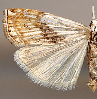 Chrysoteuchia mandschurica /
