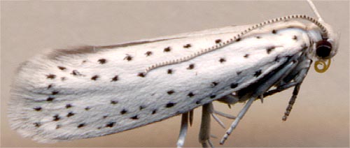 Yponomeuta evonymellus / 
