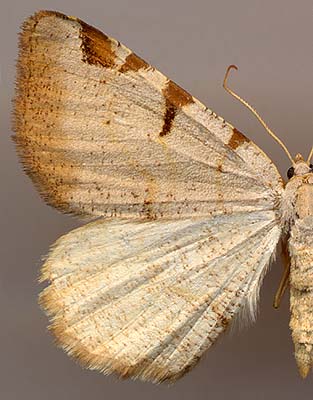 Itame circumflexaria /
