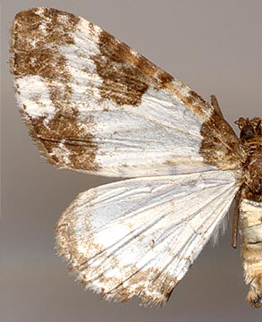 Melanthia procellata inquinata /
