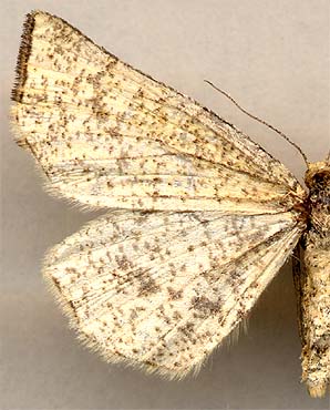 Hypoxystis pluviaria /
female