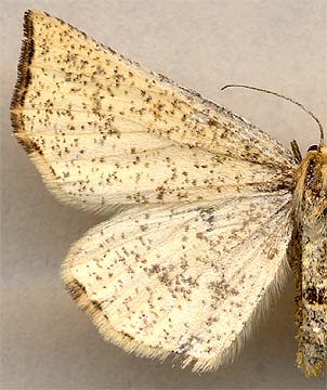 Hypoxystis pluviaria /
female