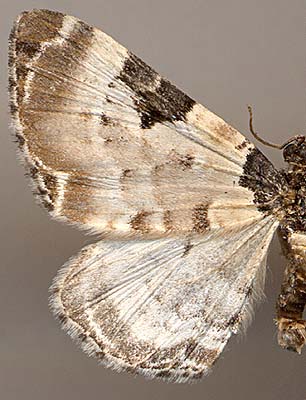 Mesoleuca mandschuricata /
