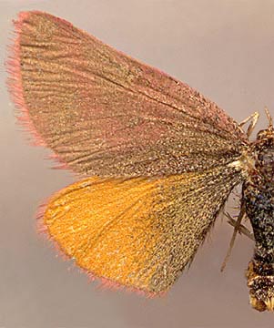 Lythria purpuraria /
female