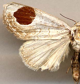 Sphragifera sigillata / 
